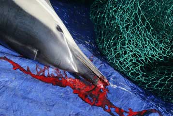 Αδέσποτα δίχτυα παρασύρουν στο θάνατο θαλάσσιους οργανισμούς