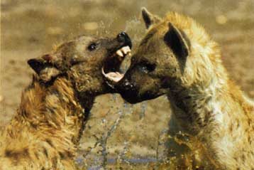 Μέσα σε απολιθωμένη… κοπριά ύαινας κρύβονταν οι αρχαιότερες ανθρώπινες τρίχες