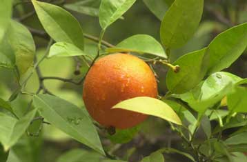 Μουσείο Εσπεριδοειδών -το τρίτο στον κόσμο- άνοιξε στη Χίο