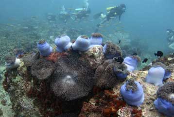 Πολυεθνική προσπάθεια προστασίας για το πολύτιμο Τρίγωνο των Κοραλλιών