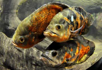 Στα δικαστήρια για το πείραμα σε ενυδρείο πηγαίνει Δανή δημοσιογράφος