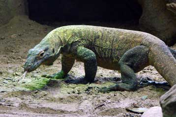 Το δηλητηριώδες μυστικό του δράκου του Κομόντο