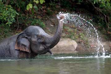 Η κλιματική αλλαγή ενοχοποιείται για την εμφάνιση ασθενειών των ζώων