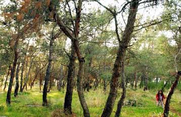 Πρόστιμα έως και 500 ευρώ για αδικαιολόγητη κοπή δέντρων στην Αθήνα