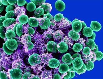 Ανθρώπινο δέρμα, ένας ζωολογικός κήπος με χιλιάδες εκθέματα