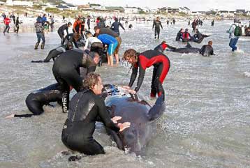 Ευθανασία για τουλάχιστον 30 φάλαινες που εκβράστηκαν σε ακτή του Κέιπ Τάουν