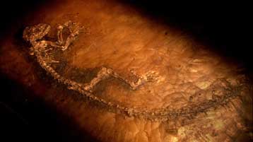 Εντοπίστηκε ο χαμένος κρίκος στην αλυσίδα της εξέλιξης του ανθρώπου