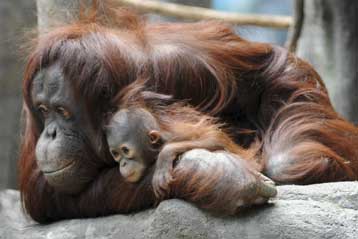 Βρεφοκομείο για ουραγκοτάγκους προκαλεί αντιδράσεις στη Μαλαισία