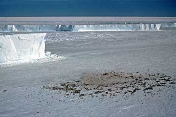 Δορυφόροι παρακολουθούν τις κουτσουλιές των πιγκουίνων