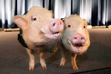 Τεχνητά βλαστικά κύτταρα χοίρου δημιουργήθηκαν στην Κίνα