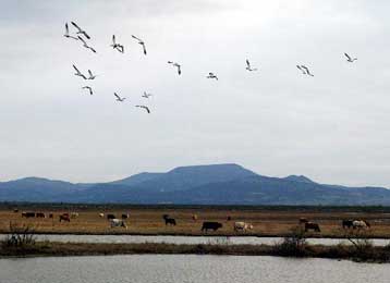 Σύλληψη δύο δημοσιογράφων της φινλανδικής τηλεόρασης στον Έβρο