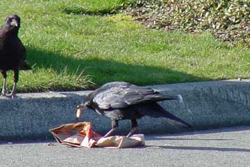 Ανθρώπινο φαγητό, ό,τι χειρότερο για τα πτηνά των πόλεων