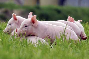 «Για χρόνια» κυκλοφορούσε στα χοιροτροφεία η γρίπη H1N1