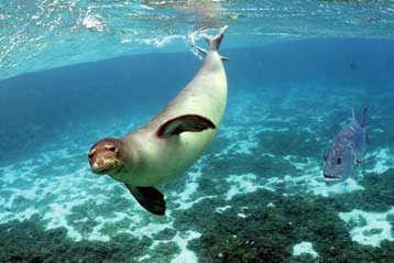 Επεκτείνονται οι προστατευόμενες περιοχές για τη φώκια Monachus της Χαβάης