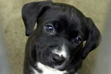 Τέλος οι αυταπάτες, ο σκύλος σας δεν νοιώθει… ένοχος