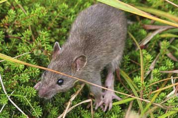 Σωτήριο το ποντικοφάρμακο για το πολύπαθο Νησί των Αρουραίων