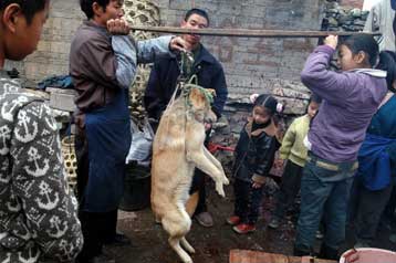 Δεκάδες χιλιάδες σκύλοι θανατώθηκαν στην Κίνα έπειτα από κρούσματα λύσσας