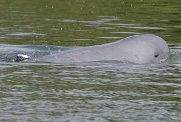 Στο χείλος της εξαφάνισης κρέμονται τα δελφίνια του ποταμού Μεκόνγκ