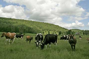 «Πράσινη» ράτσα αγελάδας θα ρεύεται λιγότερα αέρια του θερμοκηπίου