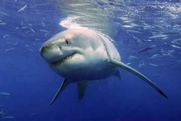 Σε κίνδυνο εξαφάνισης οι καρχαρίες του ανοιχτού ωκεανού