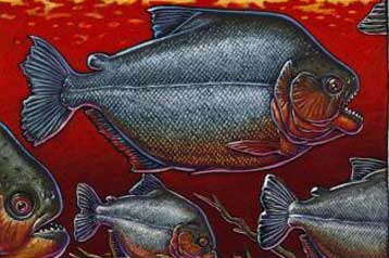 Προϊστορικό πιράνχα ήταν τέσσερις φορές μεγαλύτερο από τα σημερινά