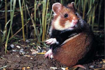 Στο εδώλιο θα καθίσει η Γαλλία για τη μη προστασία του ευρωπαϊκού χάμστερ