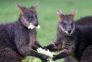 Στα ουάλαμπι της Τασμανίας αρέσουν οι καταχρήσεις