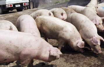 Νέα γρίπη: Τι πρέπει να προσέχουμε;