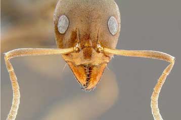 Γιγάντια αποικία μυρμηγκιών κατακτά όλο τον πλανήτη