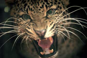 Ανέφικτος φαίνεται ο στόχος του ΟΗΕ για διαφύλαξη της βιοποικιλότητας