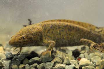 Οι σαλαμάνδρες προσφέρουν πόδι βοηθείας για την αναγέννηση άκρων στον άνθρωπο