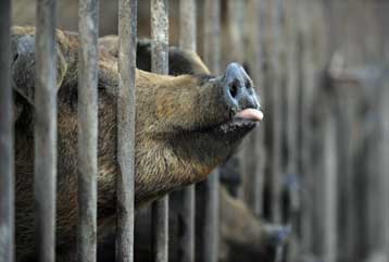 Ακόμα ένας νέος ιός γρίπης αναγνωρίστηκε στον Καναδά