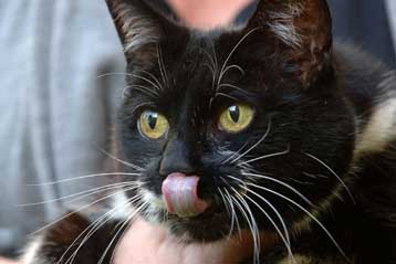 Οι γάτες μιμούνται τα μωρά για να πείσουν το αφεντικό ότι πεινάνε