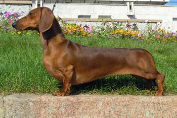 Βρέθηκε το γενετικό μυστικό των κοντοπόδαρων σκύλων