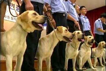 Κλωνοποιημένοι σκύλοι μυρίζουν εκρηκτικά και ναρκωτικά στα τελωνεία της Ν.Κορέας
