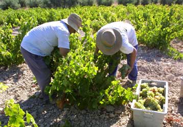 Κινητοποιήσεις προαναγγέλλουν και οι αμπελουργοί