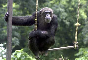 Ασθένεια σαν το AIDS σκοτώνει άγριους χιμπατζήδες