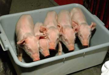 Κύτταρα χοίρων θα μεταμοσχευθούν πειραματικά σε διαβητικούς