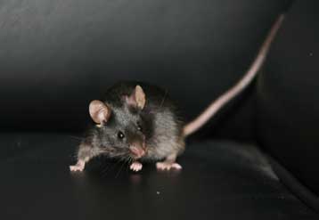 Υγιή πειραματόζωα δημιουργήθηκαν από τεχνητά βλαστοκύτταρα