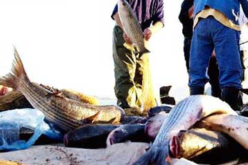 Κατασχέθηκαν 314 κιλά αλιεύματα ακατάλληλα προς κατανάλωση