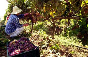 Έξω από το υπουργείο Αγροτικής Ανάπτυξης την Παρασκευή οι αμπελουργοί