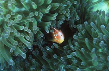 Σημάδια ανάκαμψης δείχνουν πολλά θαλάσσια οικοσυστήματα