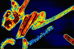 Μορφή του ιού Έμπολα εντοπίστηκε για πρώτη φορά σε χοίρους