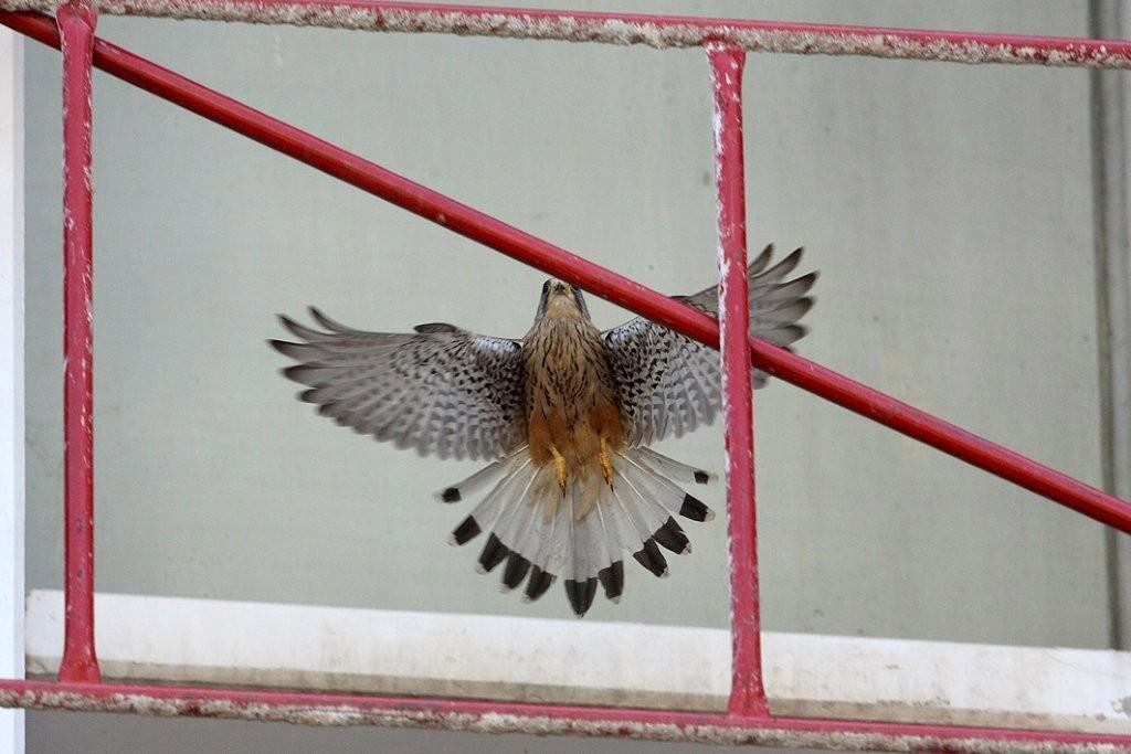 Ο ΟΤΕ μεριμνά για τους Βραχοκιρκίνεζους