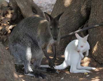 Σπάνιο καγκουρό γεννήθηκε στην Κύπρο