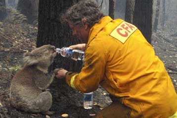 «Έφυγε» η Σαμ, το κοάλα που εμψύχωσε την Αυστραλία μέσα στον πύρινο εφιάλτη