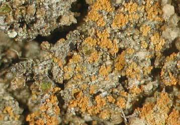 Λειχήνα αποκτά… προεδρικό γόητρο με την ονομασία Caloplaca obamae