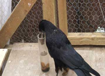 Επιβεβαιώθηκε ο μύθος του Αισώπου για τα έξυπνα κοράκια