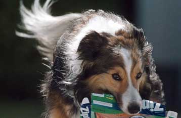 Νοημοσύνη νηπίων διαθέτουν τα σκυλιά, με πρώτα και καλύτερα τα κόλεϊ