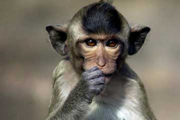 Γονιδιακή ποικιλομορφία «κάνει τους πιθήκους να το ρίχνουν στο ποτό»